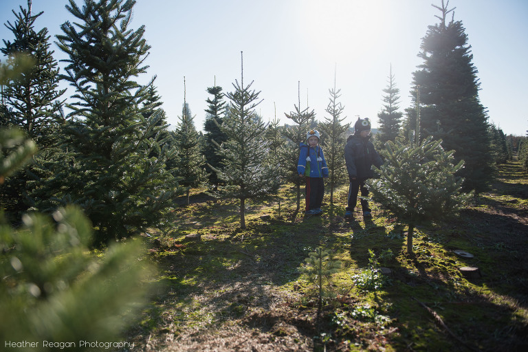 Christmas tree hunting, Portland documentary photography