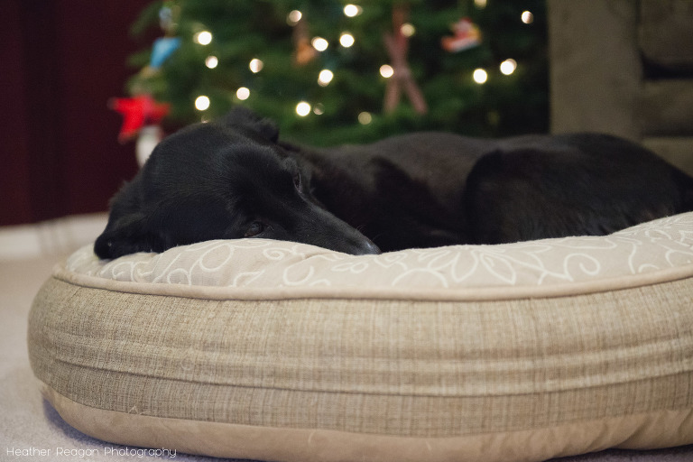 Pup sleeping in front of Christmas tree, Portland family documentary photography