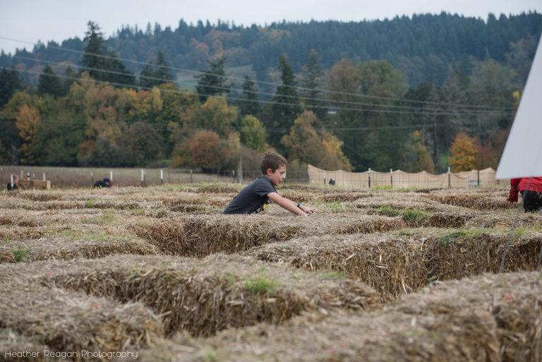 Frog Pond Farm - Hay maze