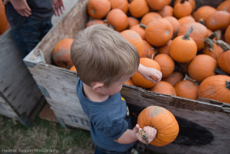 Frog Pond Farm - Picking pumpkins