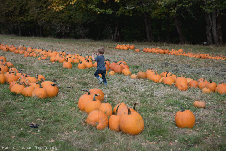 Frog Pond Farm - Pumpkin Patch