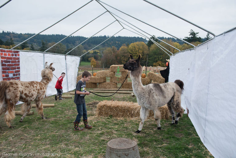 Frog Pond Farm - Walking llamas