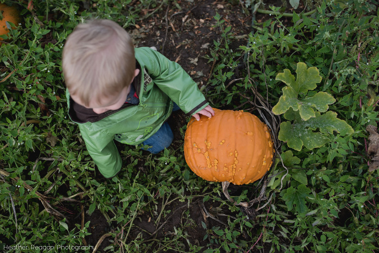 Portland Pumpkin Patch