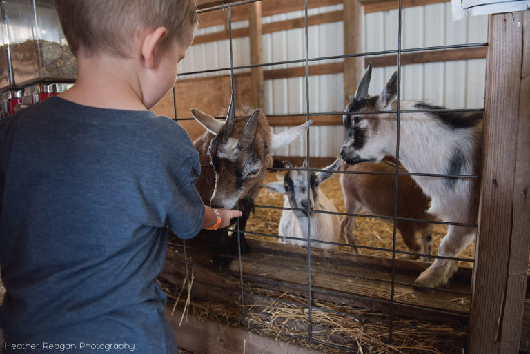 Bauman Farms - Feeding the goats