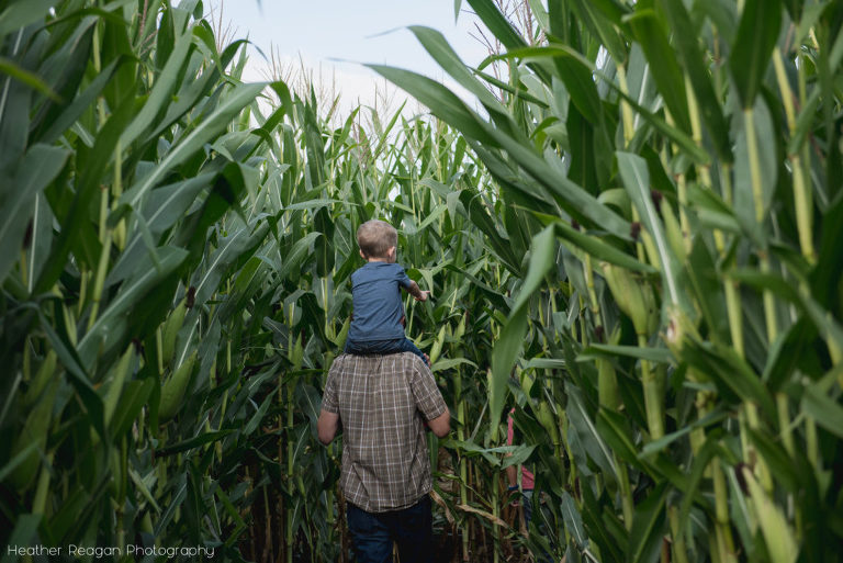 Bauman Farms - Corn maze
