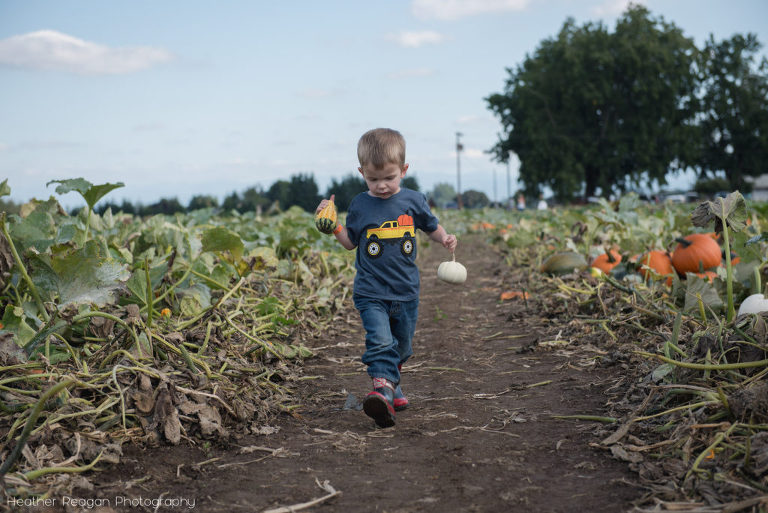 Bauman Farms - Picking pumpkins