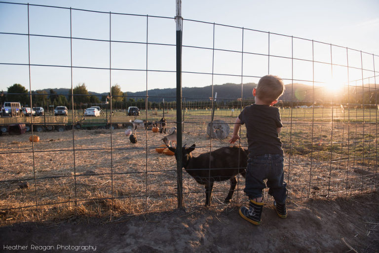 Bella Organic - Visiting the goats