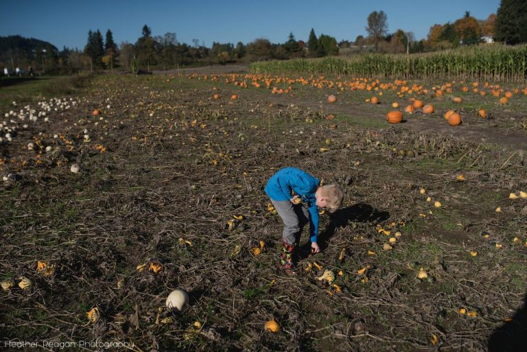 Fiala Farms - Picking pumpkins