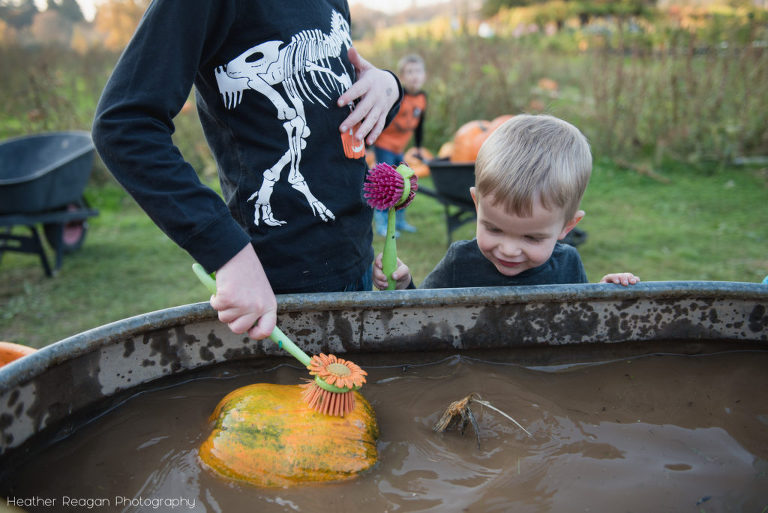 Fiala Farms - Washing pumpkins