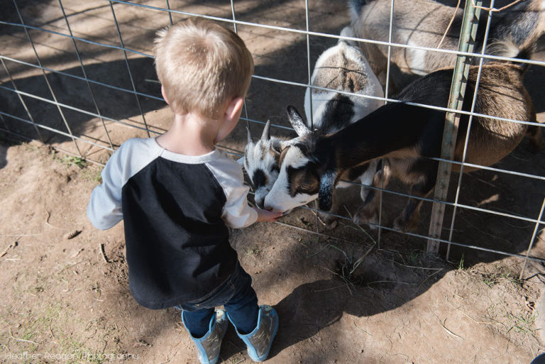 Fir Point Farms - Feeding goats