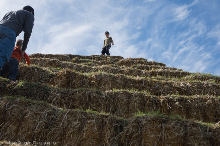 The Flower Farmer - On top of the hay pyramid