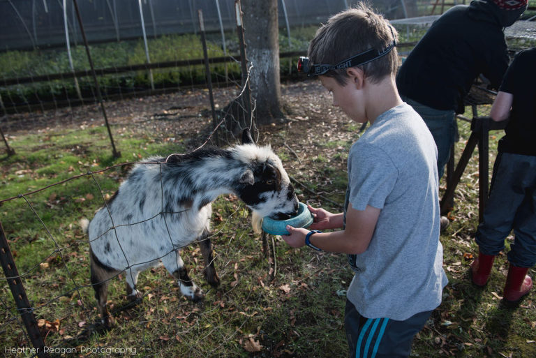 The Flower Farmer - Feeding the goats