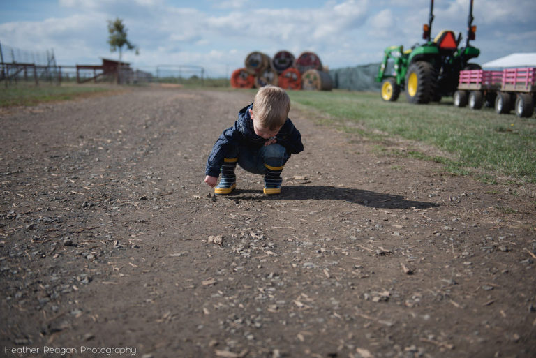 French Prairie Garden - Portland pumpkin patch