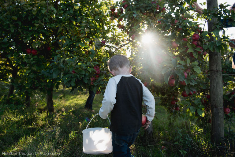 French Prairie Garden - Apple picking
