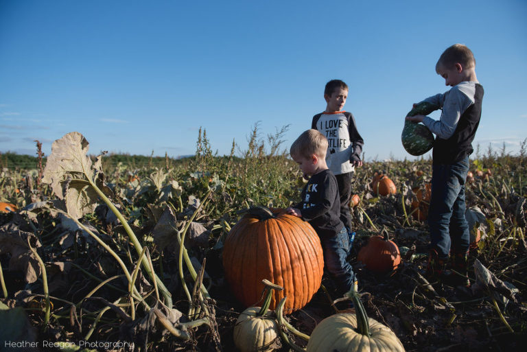 French Prairie Garden - Picking pumpkins