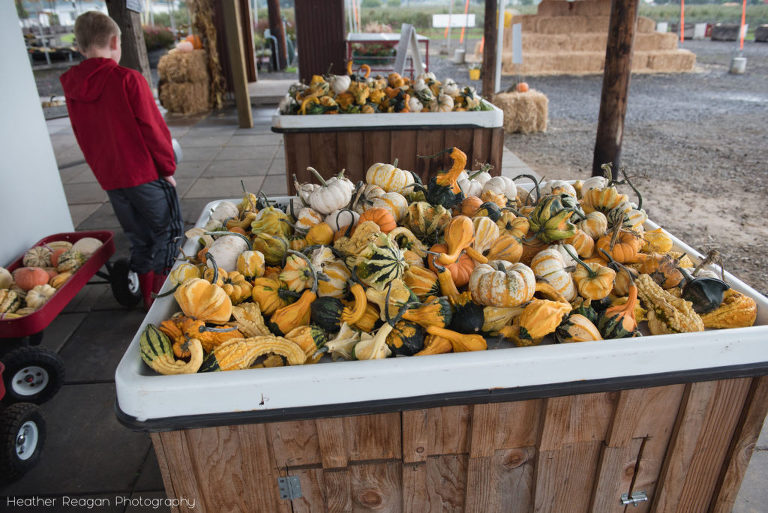 Hoffman Farm Store - Gourds