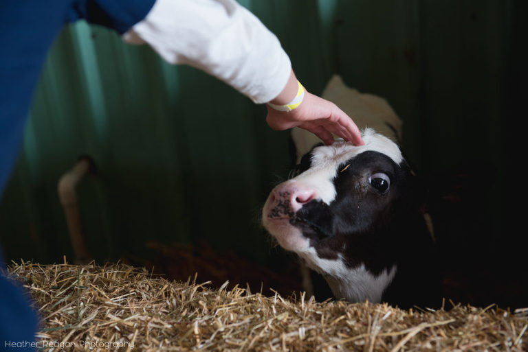Lee Farms - Petting the baby calf