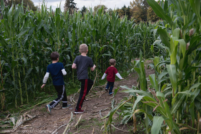 Lee Farms - Corn maze
