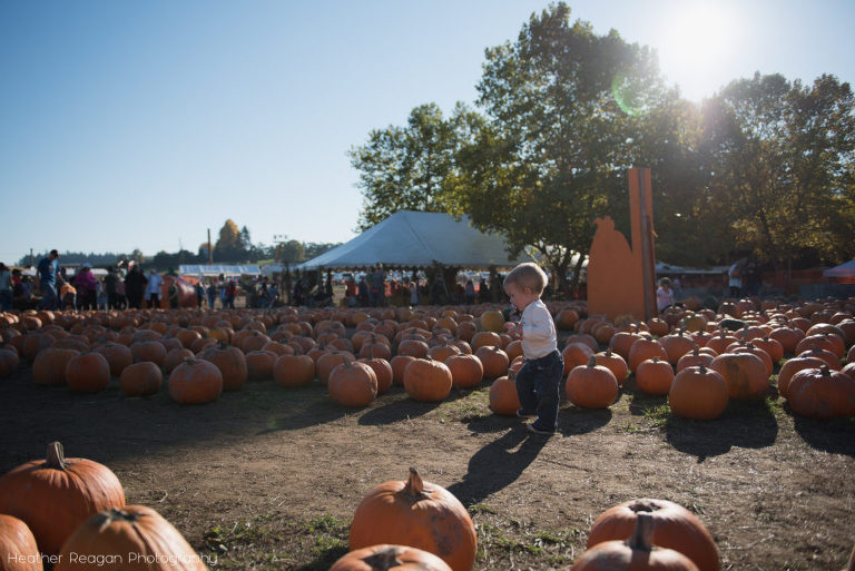 Liepold Farms - Picking pumpkins