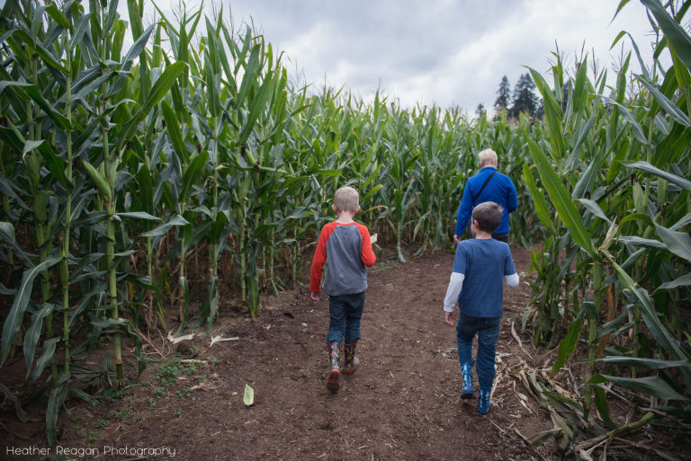 Liepold Farms - Corn maze