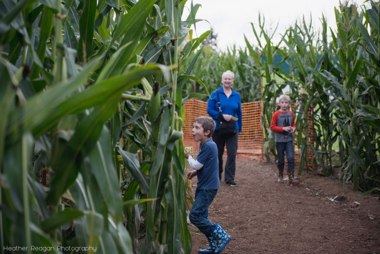 Liepold Farms - Exploring the corn maze
