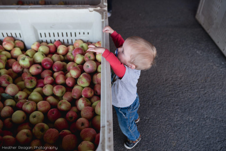 Oregon Heritage Farms - Apples!