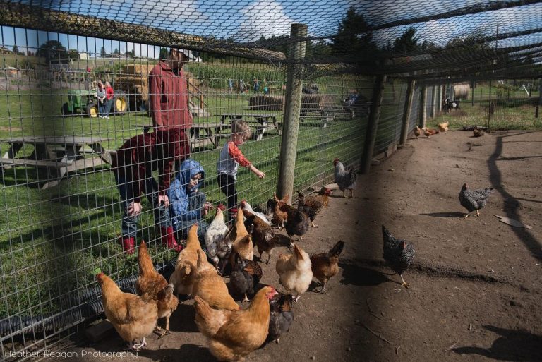 Plumper Pumpkin Patch - Chickens