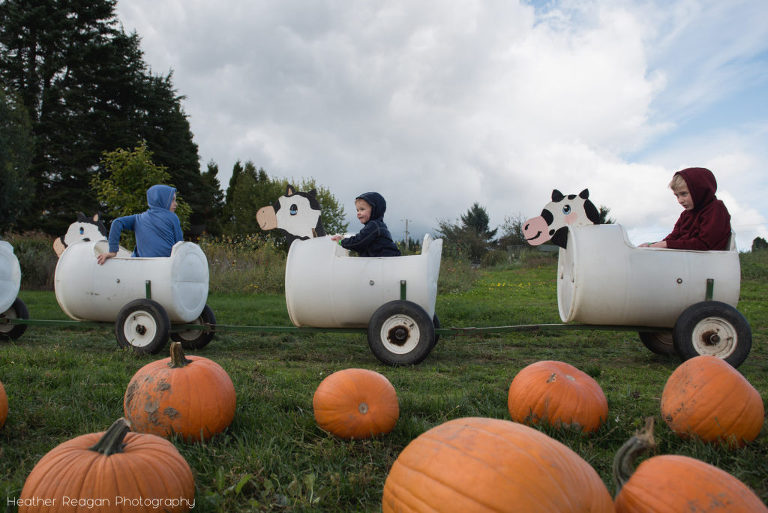 Plumper Pumpkin Patch - Barrel train ride
