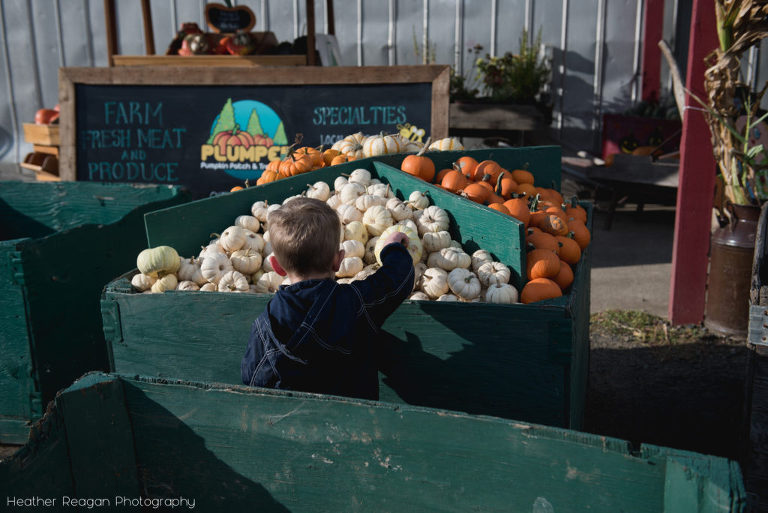 Plumper Pumpkin Patch - Picking the perfect pumpkin
