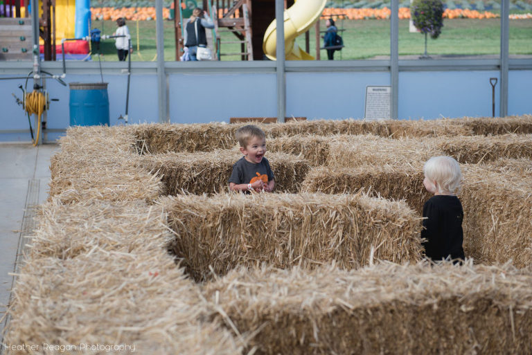 Red Berry Barn - Hay maze