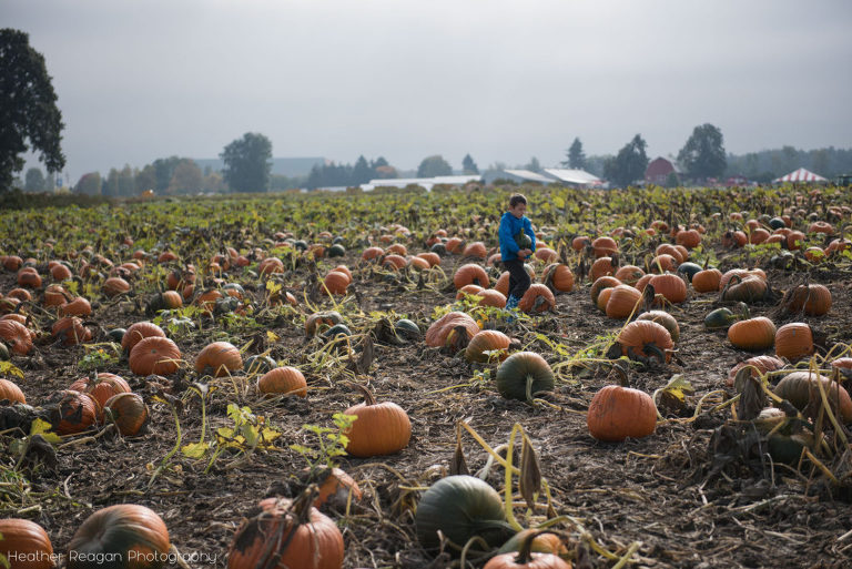 The Pumpkin Patch - Picking pumpkins