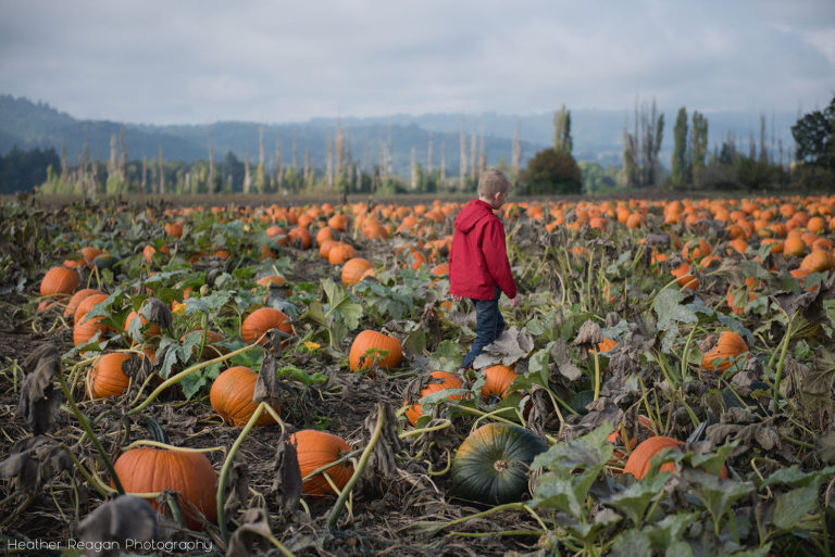 The Pumpkin Patch - Picking pumpkins
