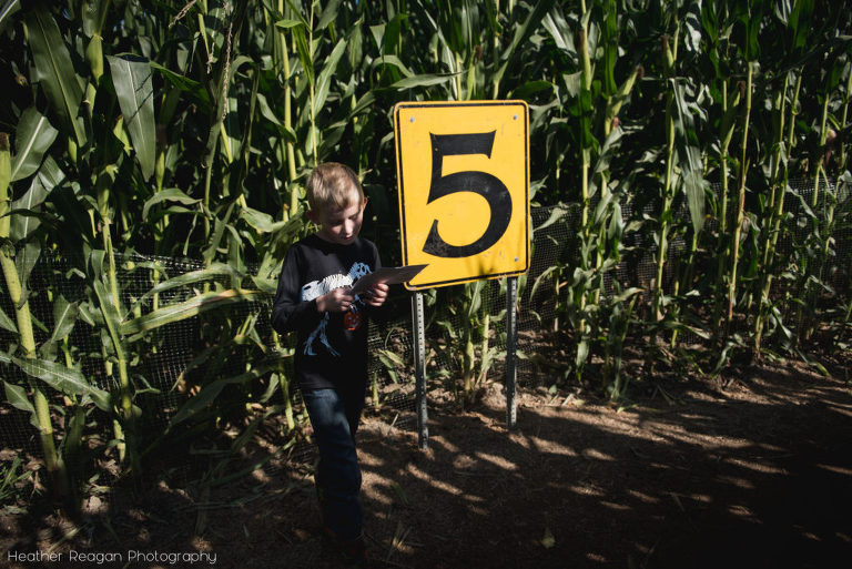 The Pumpkin Patch - Corn maze