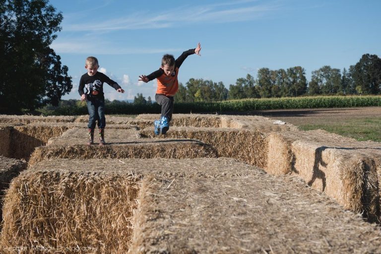 The Pumpkin Patch - Hay maze